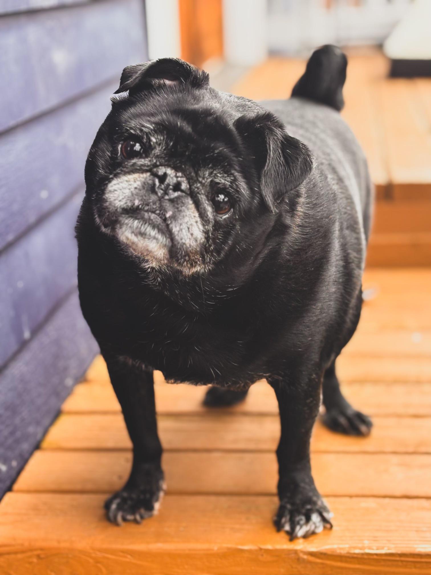 Enlarge Monty, a Adoptable Pug in Seattle, WA image 2/3