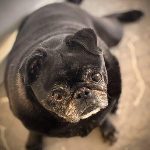Enlarge Monty, a Adoptable Pug in Seattle, WA image 3/3