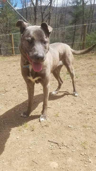 BELLA- URGENT, a Adopted mixed breed in Staunton, VA image 1/5