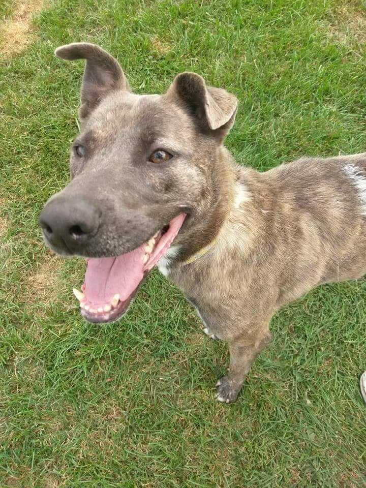 BELLA- URGENT, Adopted, Adult Female Dutch Shepherd & Hound.