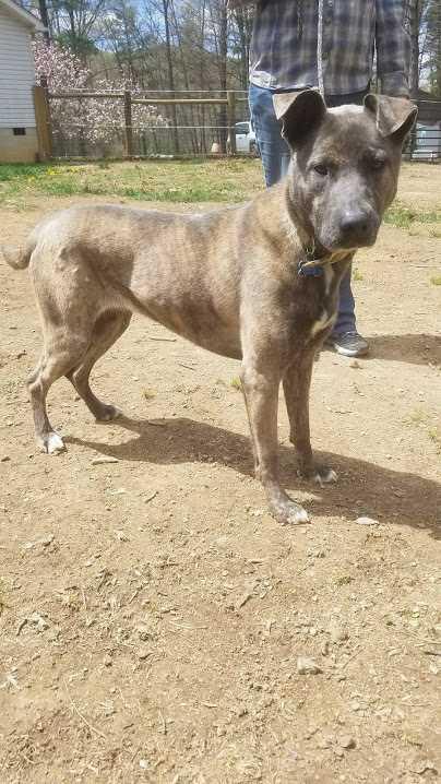 BELLA- URGENT, a Adopted mixed breed in Staunton, VA image 3/5