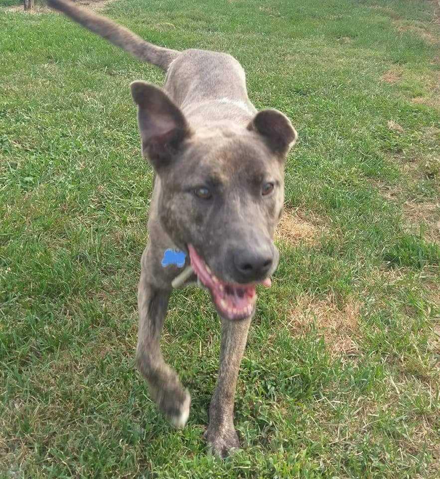 BELLA- URGENT, a Adopted mixed breed in Staunton, VA image 4/5