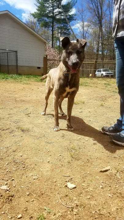 BELLA- URGENT, a Adopted mixed breed in Staunton, VA image 5/5