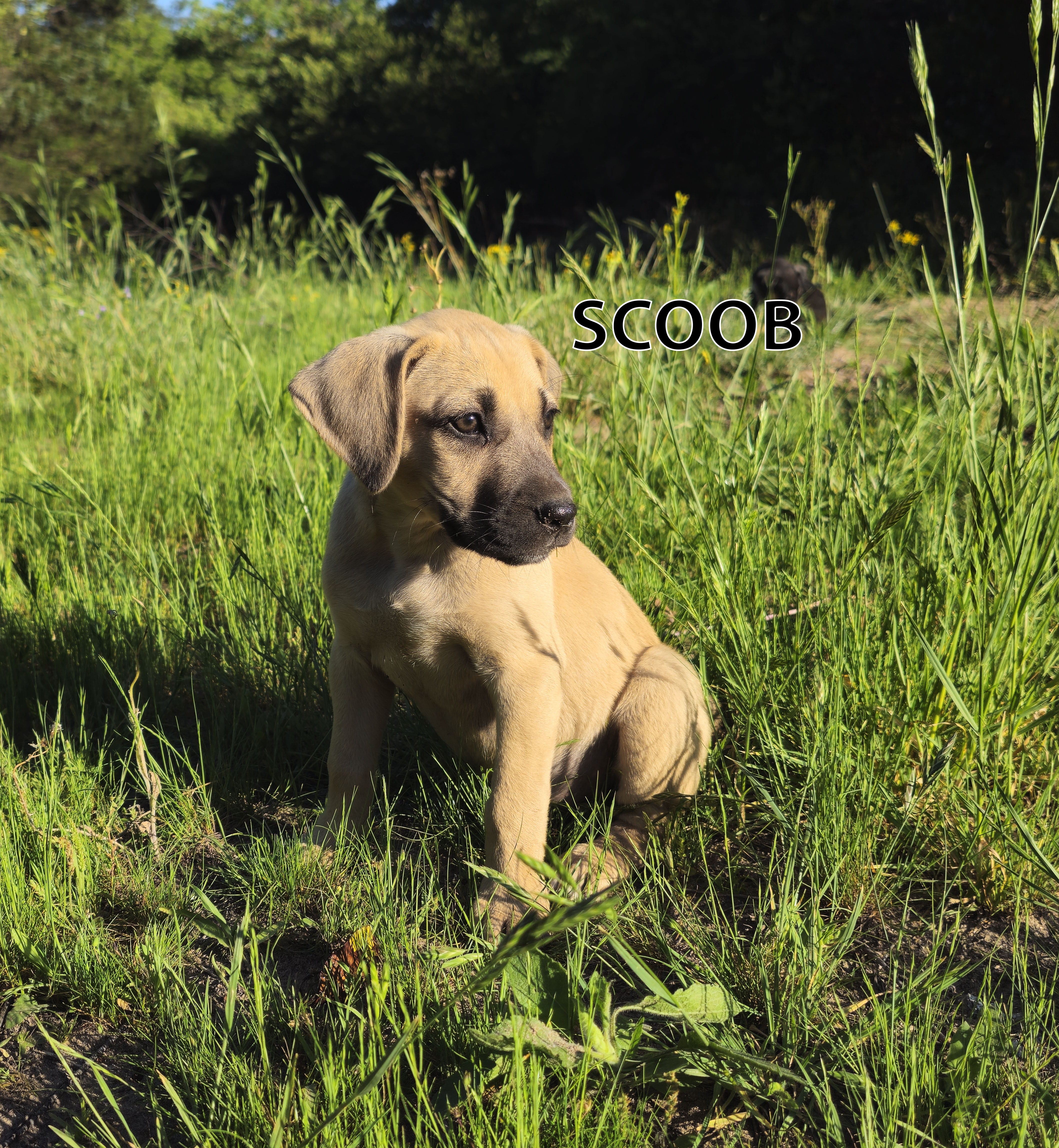 Enlarge Scooby, a Adopted Black Mouth Cur in Tyler, TX image 2/6