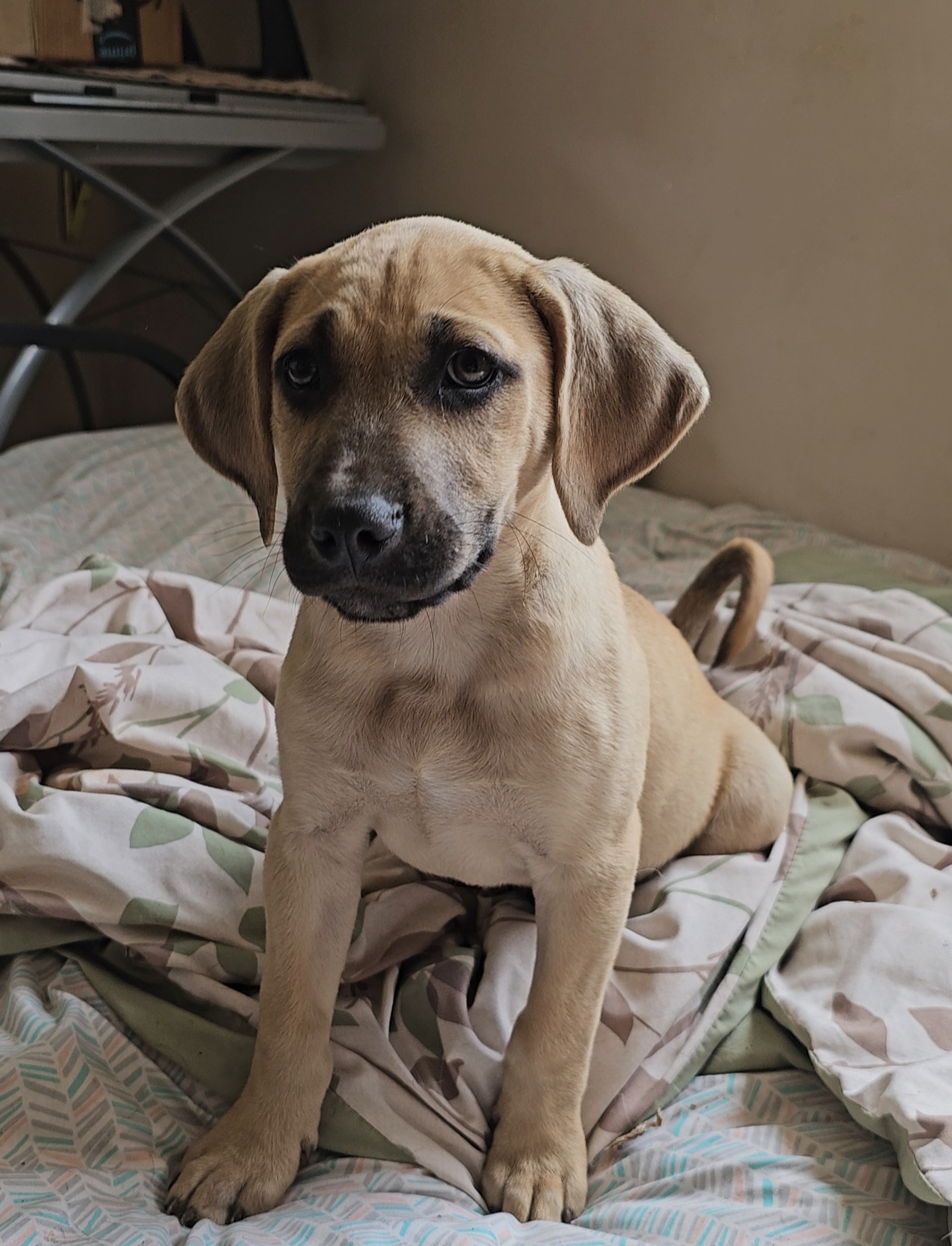 Enlarge Scooby, a Adopted Black Mouth Cur in Tyler, TX image 3/6