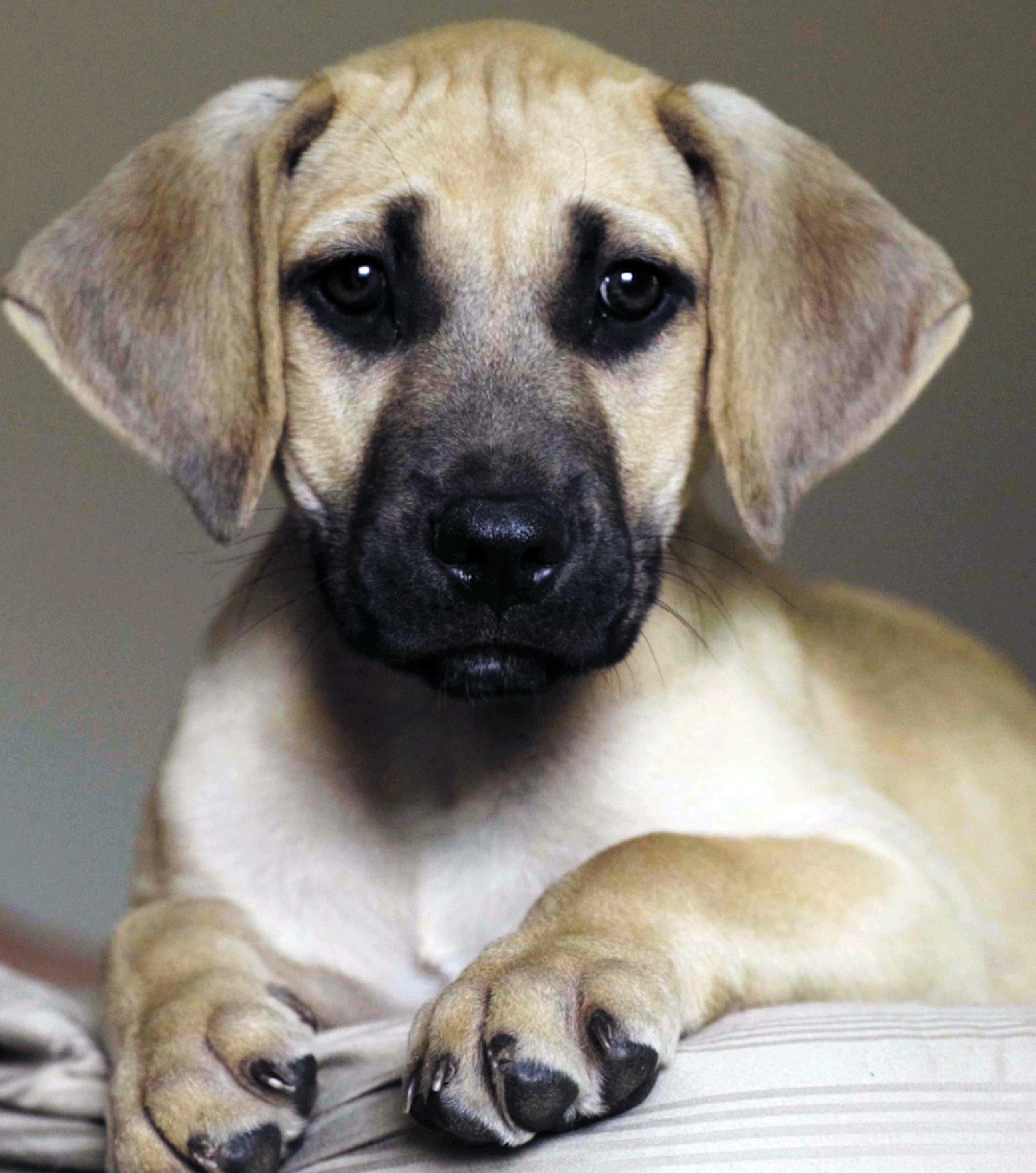 Scooby, Adopted, Puppy Male Black Mouth Cur.