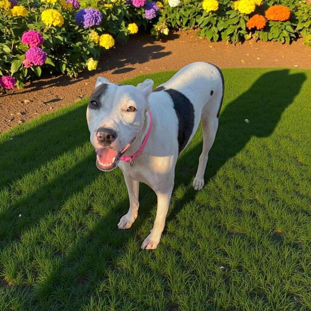 Noodle, a Adoptable mixed breed in Benton Harbor, MI image 5/5