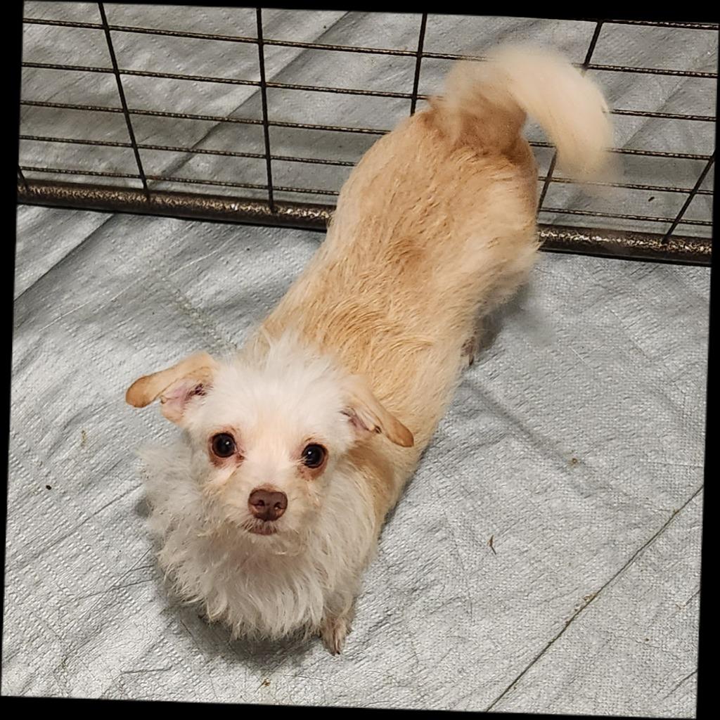 Enlarge Maisie, a Adoptable mixed breed in Thompson Falls, MT image 1/2