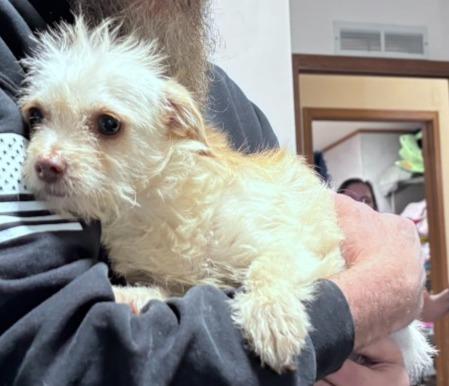 Enlarge Maisie, a Adoptable mixed breed in Thompson Falls, MT image 2/2