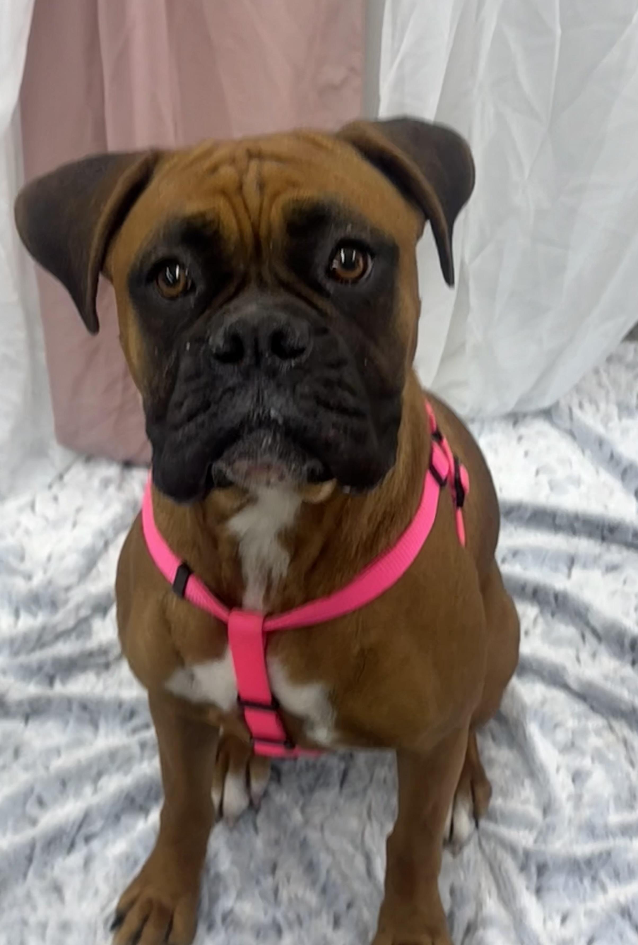 Maggie , an adopted Boxer in Petal, MS image 2/2