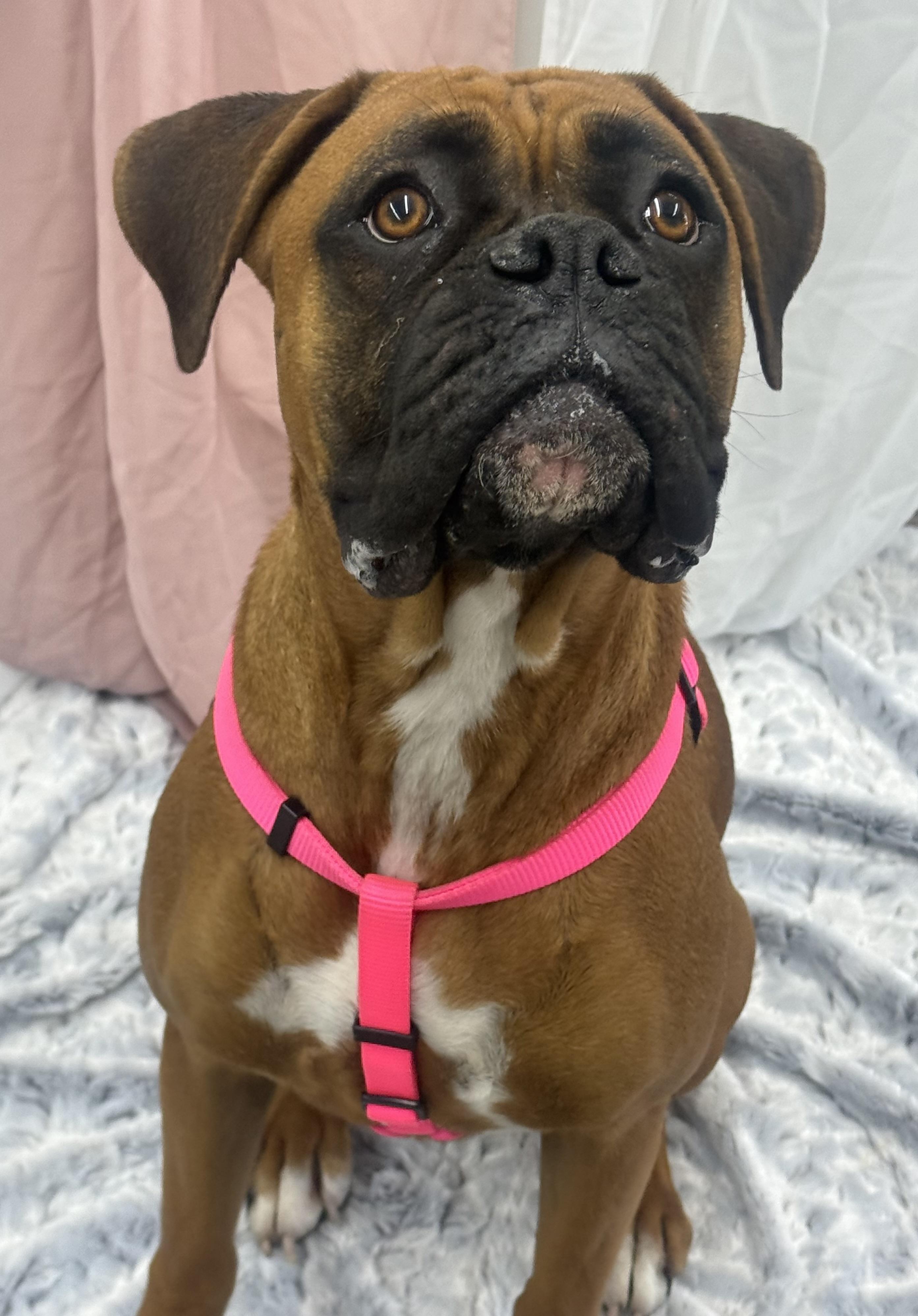 Maggie , an adopted Boxer in Petal, MS image 1/2