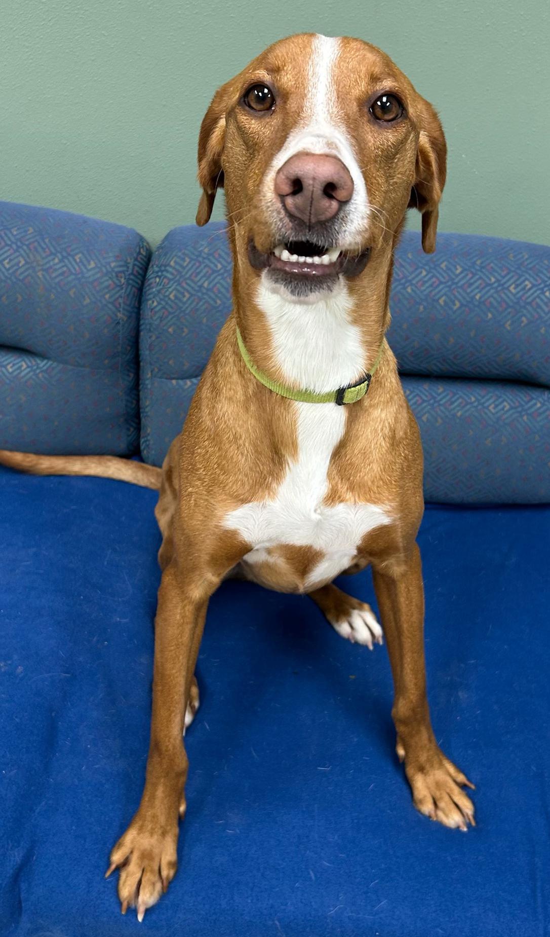 Enlarge Bailey, a Adoptable Mixed Breed in Neillsville, WI image 3/5