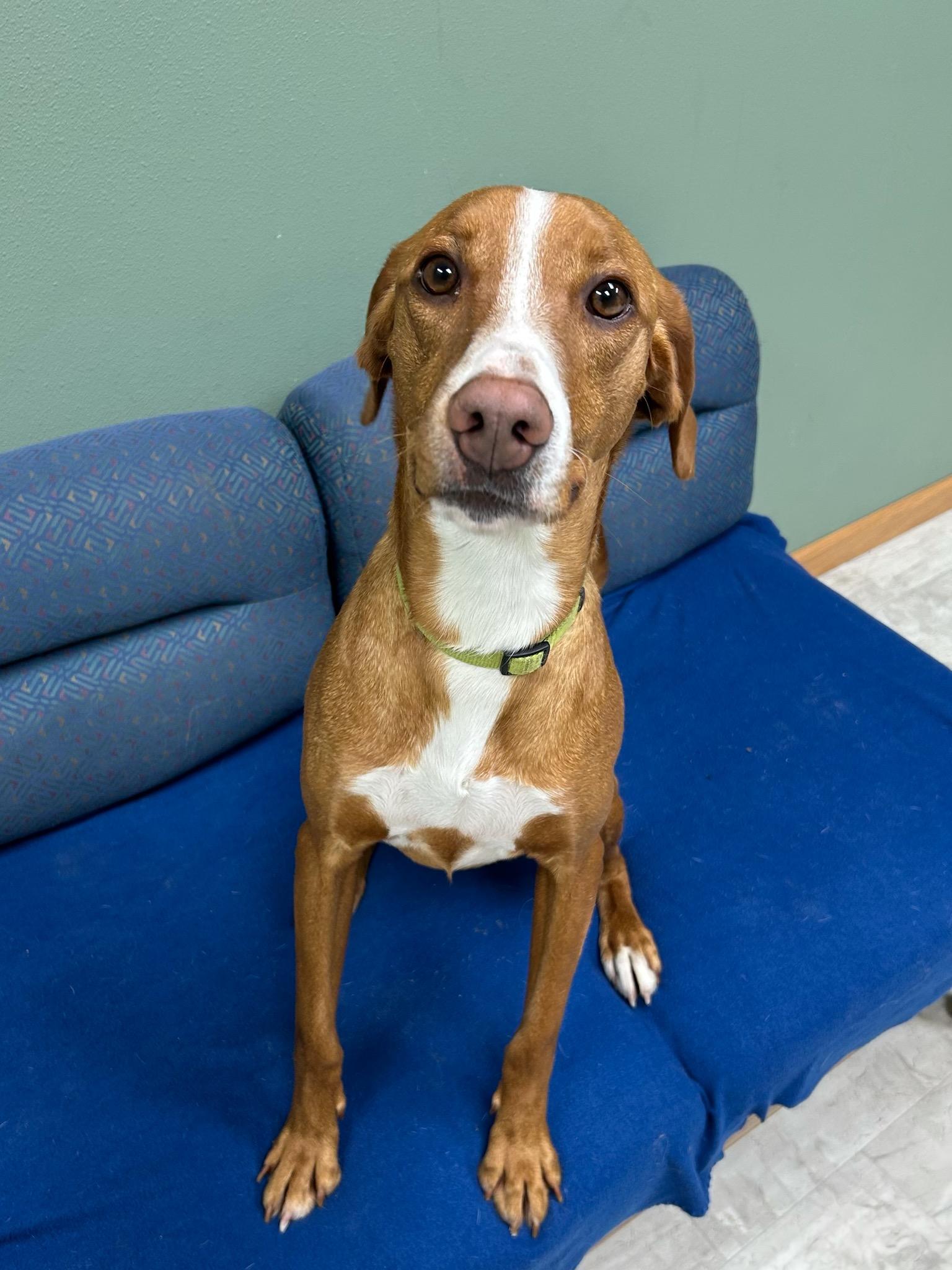 Enlarge Bailey, a Adoptable Mixed Breed in Neillsville, WI image 5/5