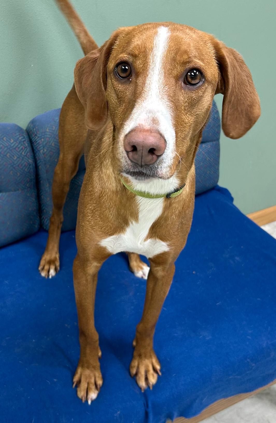 Bailey, Adoptable, Young Male Mixed Breed.