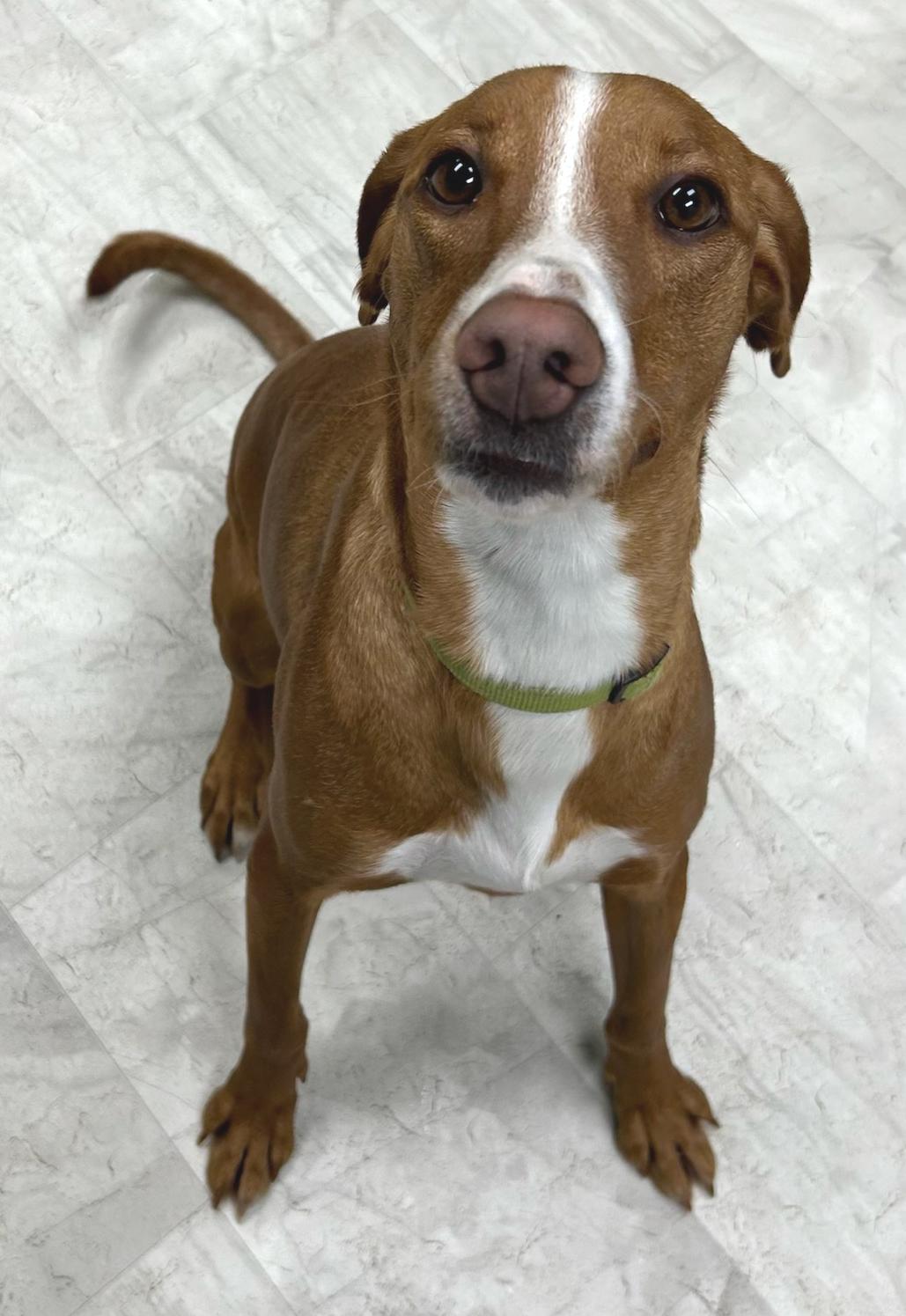 Enlarge Bailey, a Adoptable Mixed Breed in Neillsville, WI image 2/5