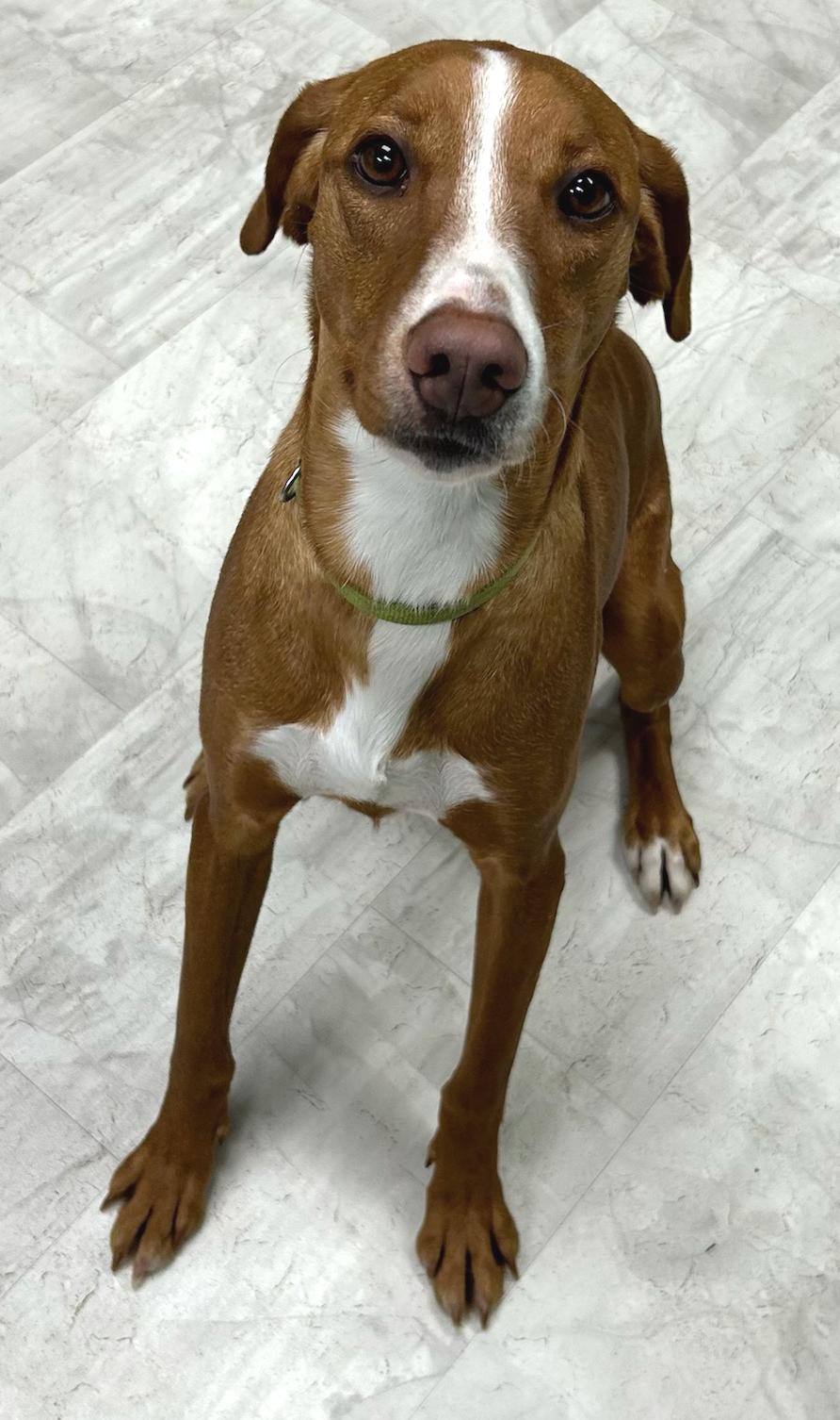 Enlarge Bailey, a Adoptable Mixed Breed in Neillsville, WI image 4/5