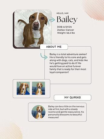 Enlarge Bailey, an adopted Mixed Breed in Neillsville, WI image 1/6