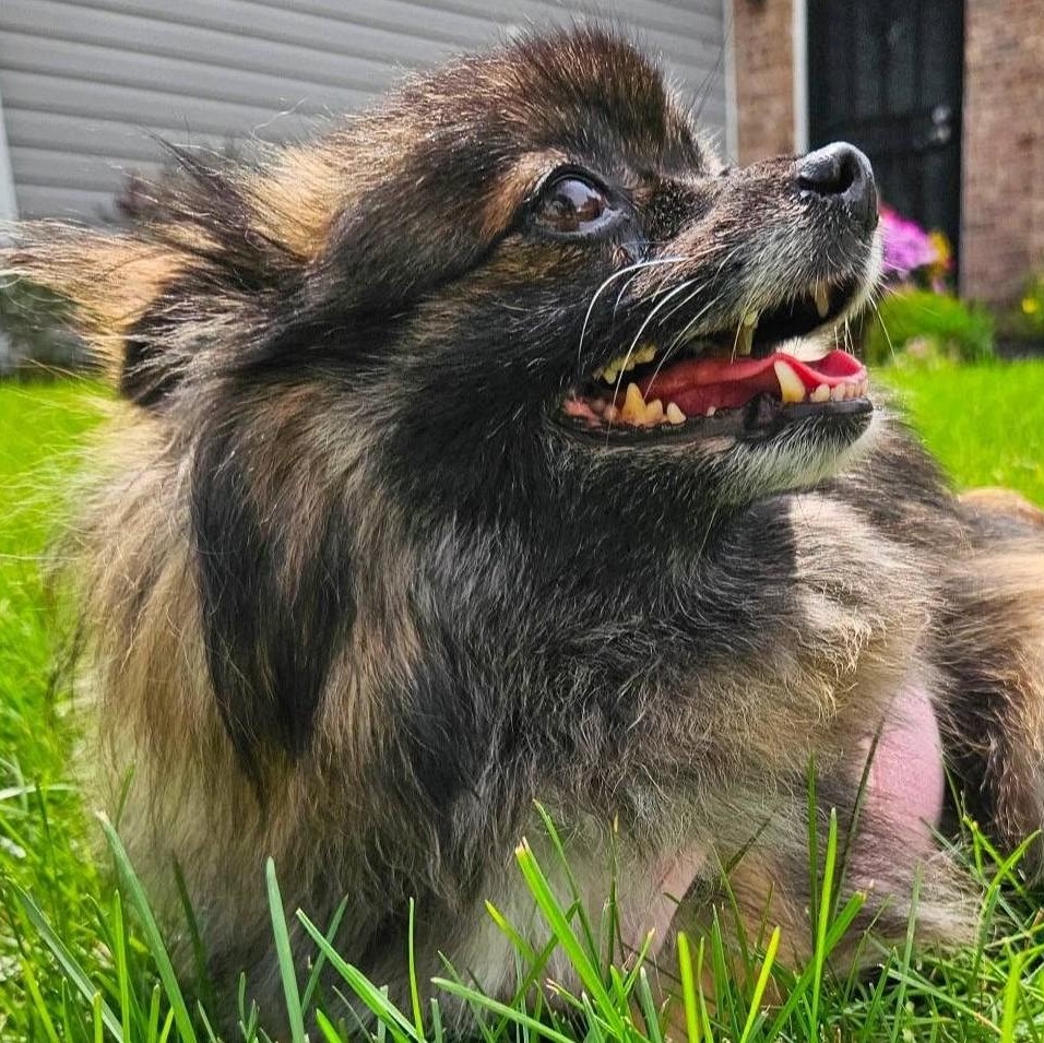 Pixie, adopted, Adult Female Pomeranian.