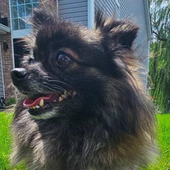 Enlarge Pixie, an adopted Pomeranian in Avon, IN image 2/2