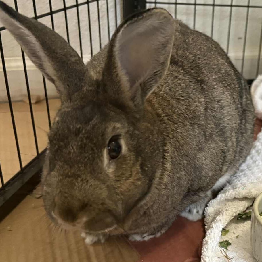 Enlarge James Brown - I feel good!, a Adoptable American in Vacaville, CA image 2/4