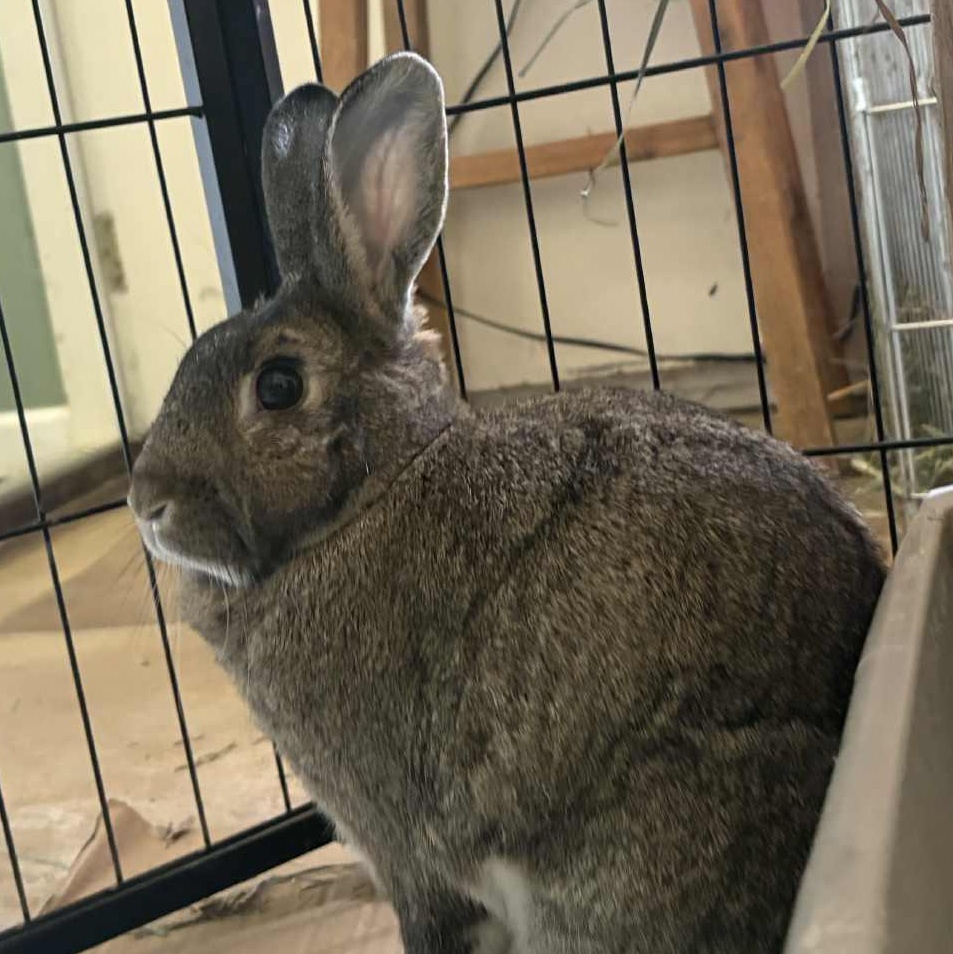 Enlarge James Brown - I feel good!, a Adoptable American in Vacaville, CA image 3/4