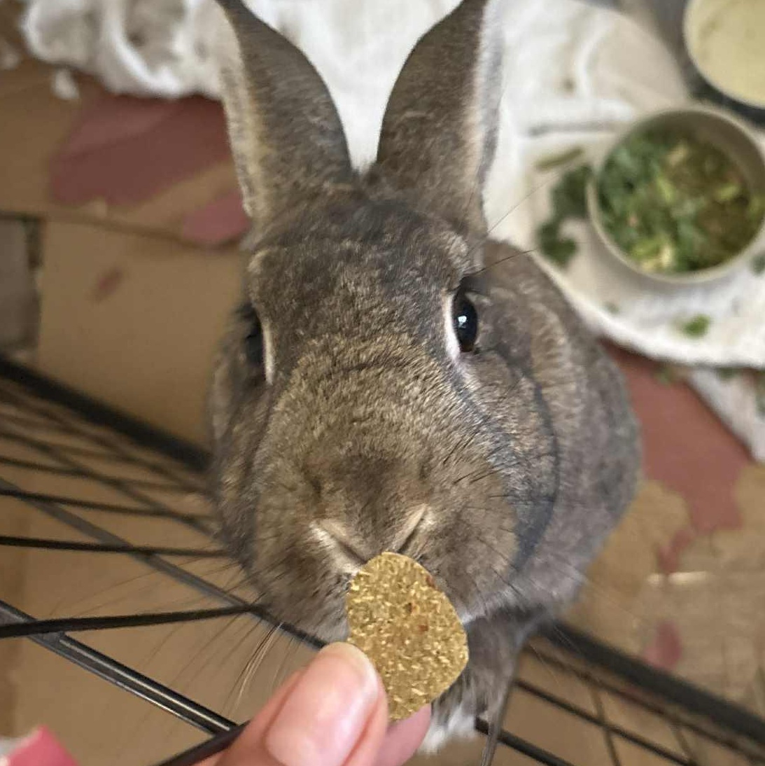 Enlarge James Brown - I feel good!, a Adoptable American in Vacaville, CA image 4/4