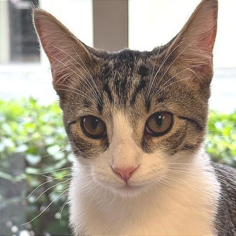 Enlarge Red, a Adoptable Domestic Short Hair in Pleasant Hill, CA image 1/6