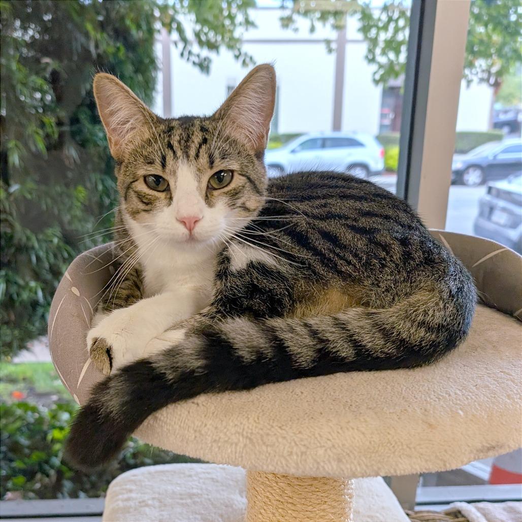 Enlarge Red, a Adoptable Domestic Short Hair in Pleasant Hill, CA image 2/6