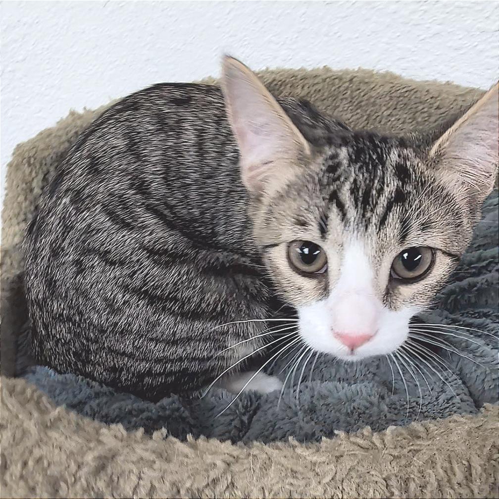 Enlarge Red, a Adoptable Domestic Short Hair in Pleasant Hill, CA image 4/6