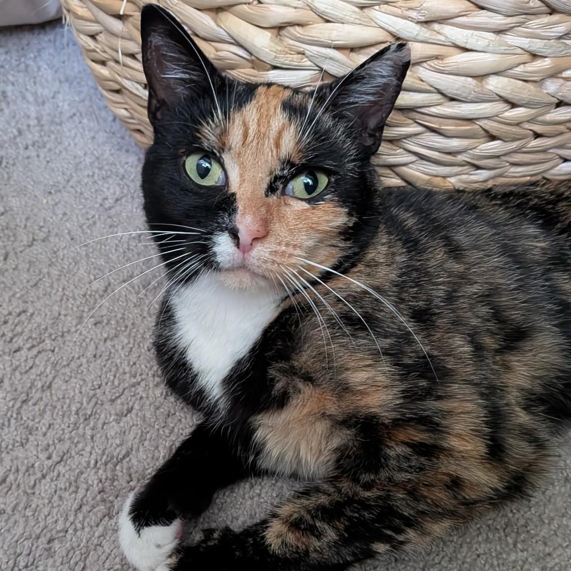 Enlarge Maizie, an adoptable Domestic Short Hair in Renton , WA image 1/6