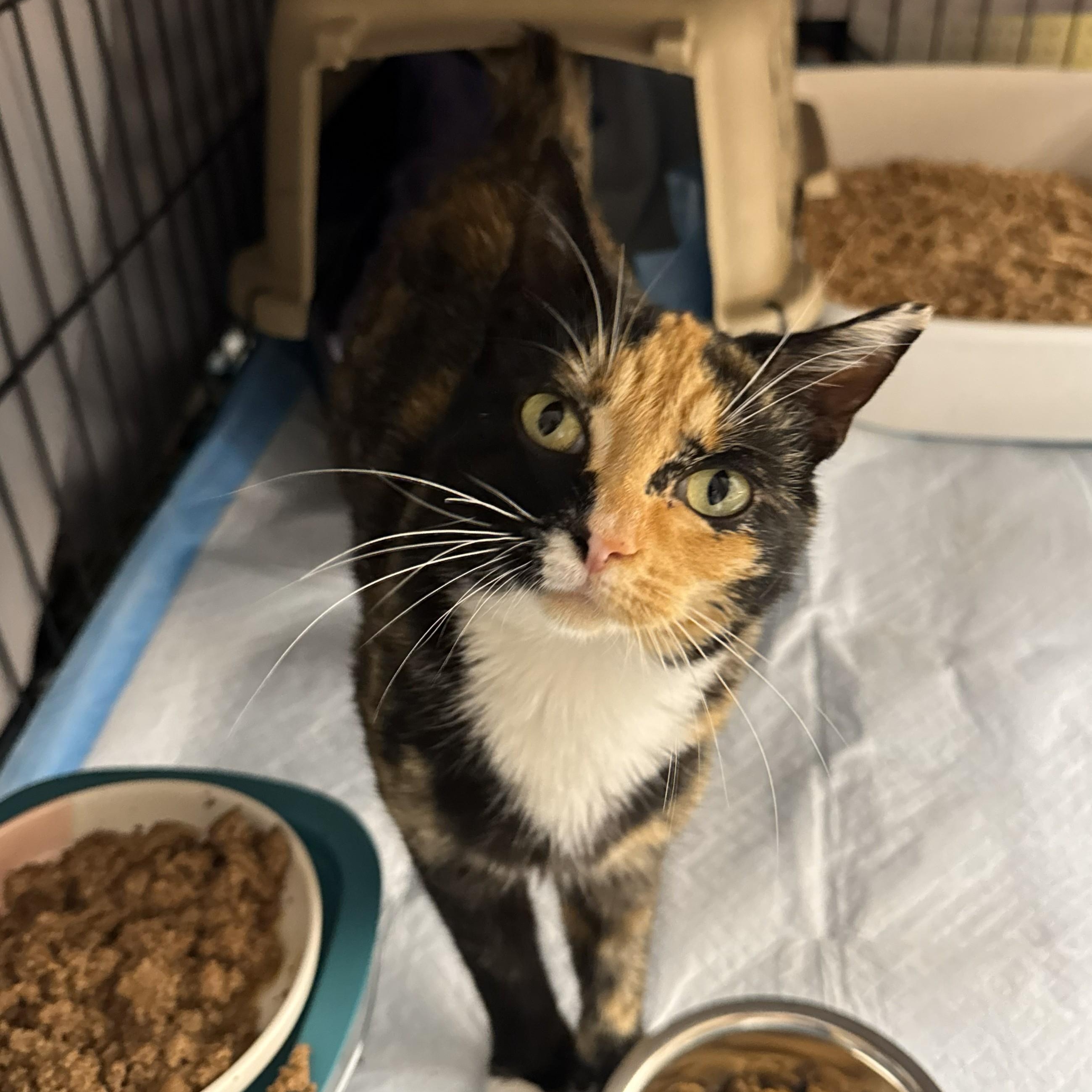 Enlarge Maizie, an adoptable Domestic Short Hair in Renton , WA image 2/6