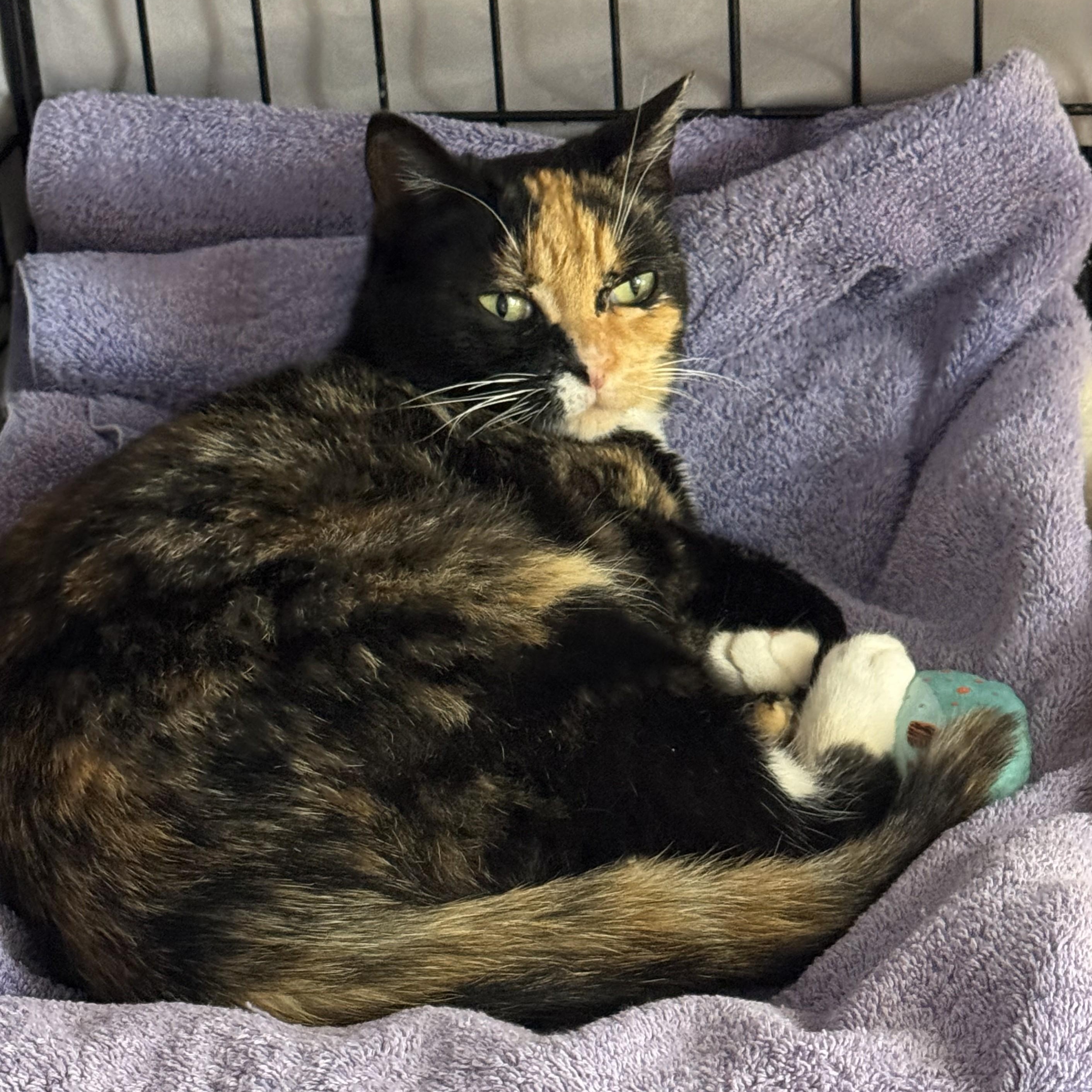 Enlarge Maizie, an adoptable Domestic Short Hair in Renton , WA image 3/6