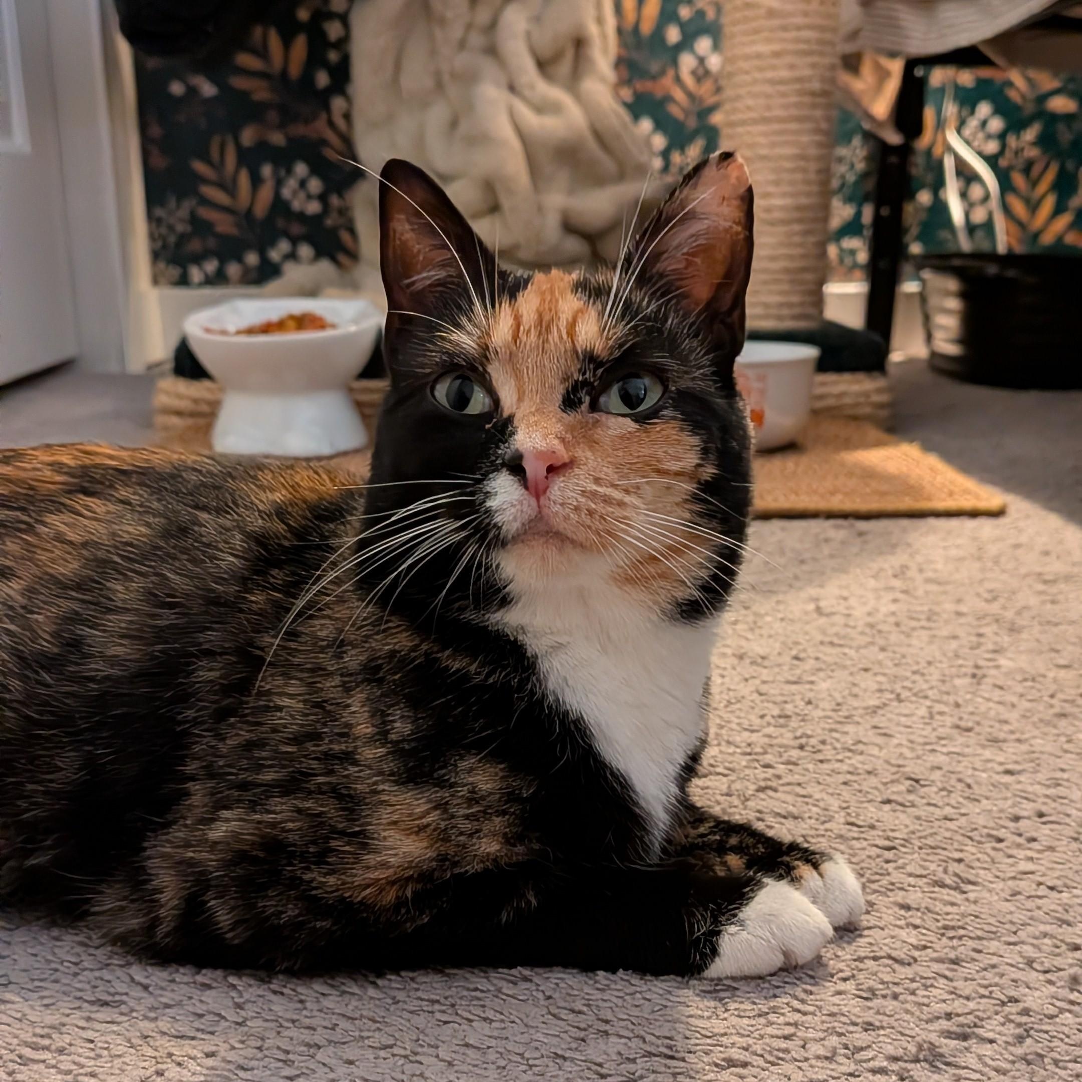 Enlarge Maizie, an adoptable Domestic Short Hair in Renton , WA image 5/6