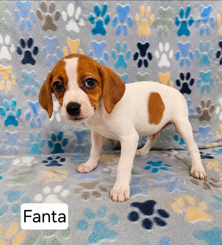 Fanta, Adoptable, Puppy Female Treeing Walker Coonhound.