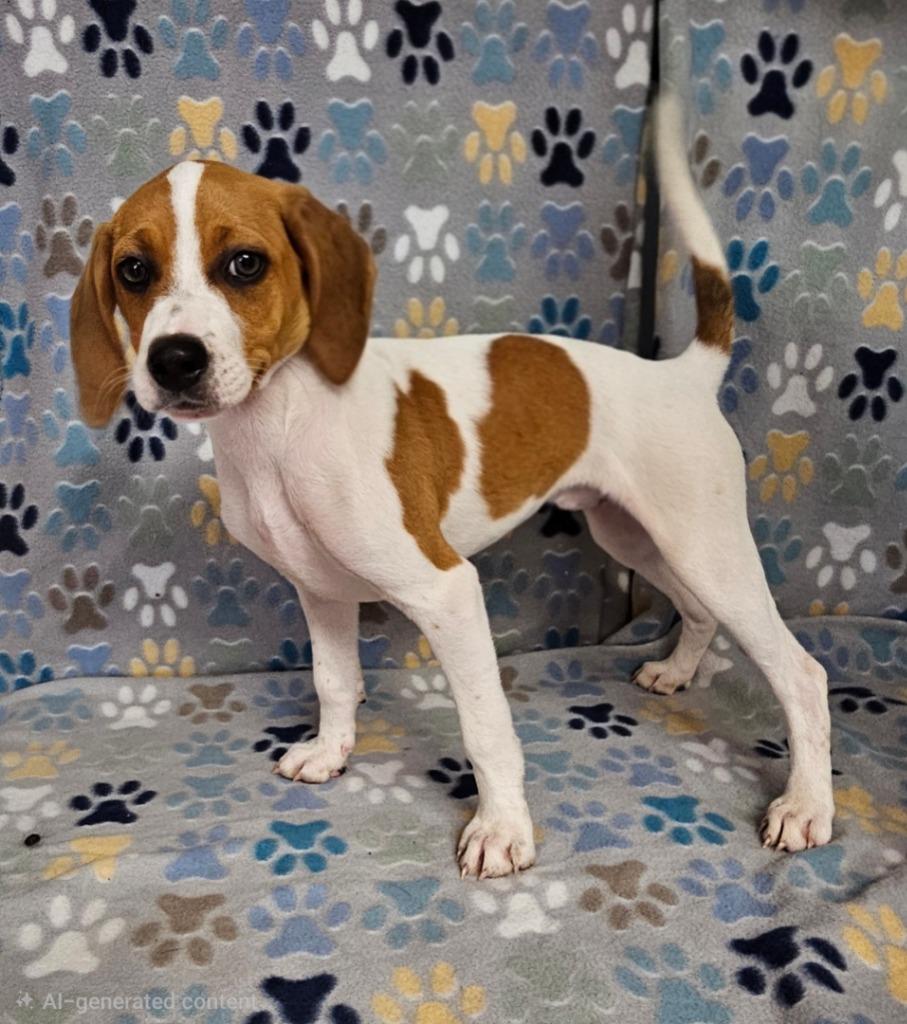 Enlarge Fanta, a Adoptable Treeing Walker Coonhound in Wabash, IN image 2/3