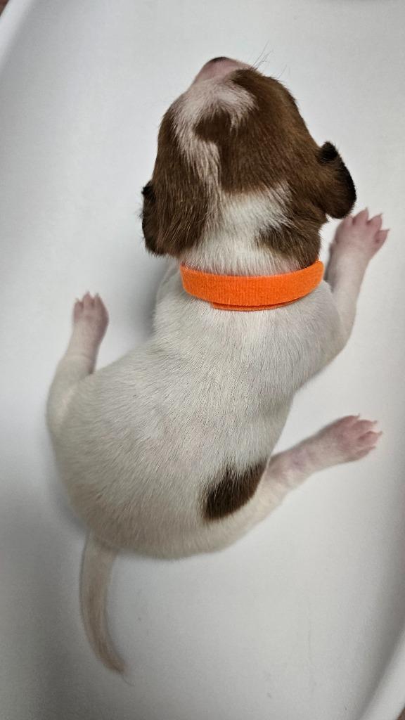 Enlarge Fanta, a Adoptable Treeing Walker Coonhound in Wabash, IN image 3/3
