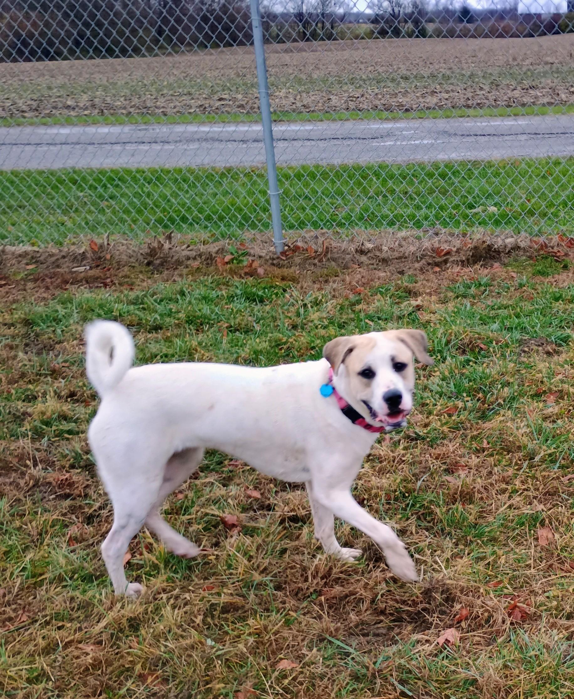 Gracie Lynn, adopted, Young Female Great Pyrenees & Boxer.