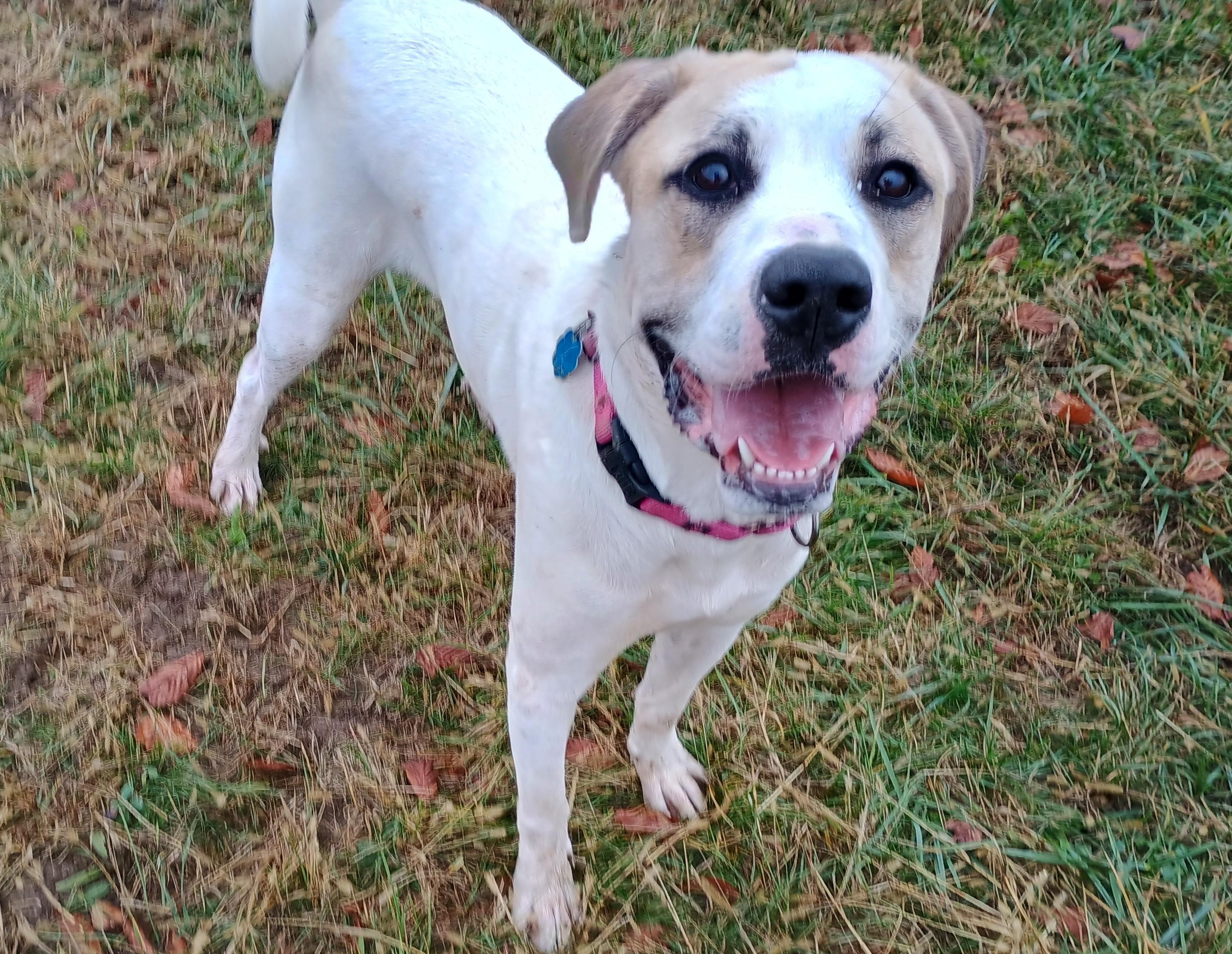 Enlarge Gracie Lynn, an adopted mixed breed in Liberty, IN image 2/2