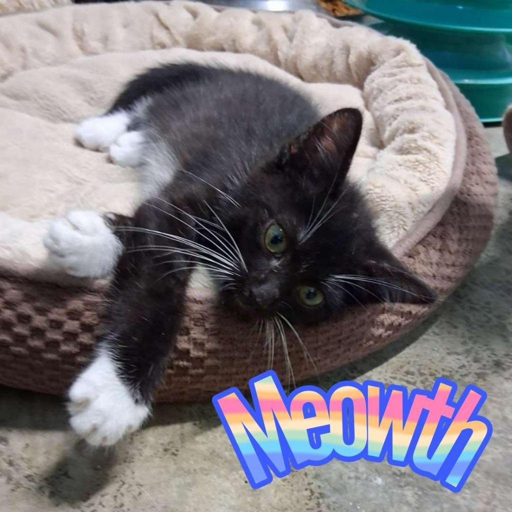 Meowth, Adoptable, Kitten Male Domestic Short Hair.
