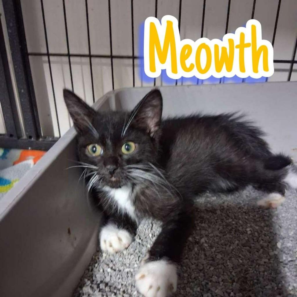 Enlarge Meowth, a Adoptable Domestic Short Hair in Hillsboro, OH image 2/3