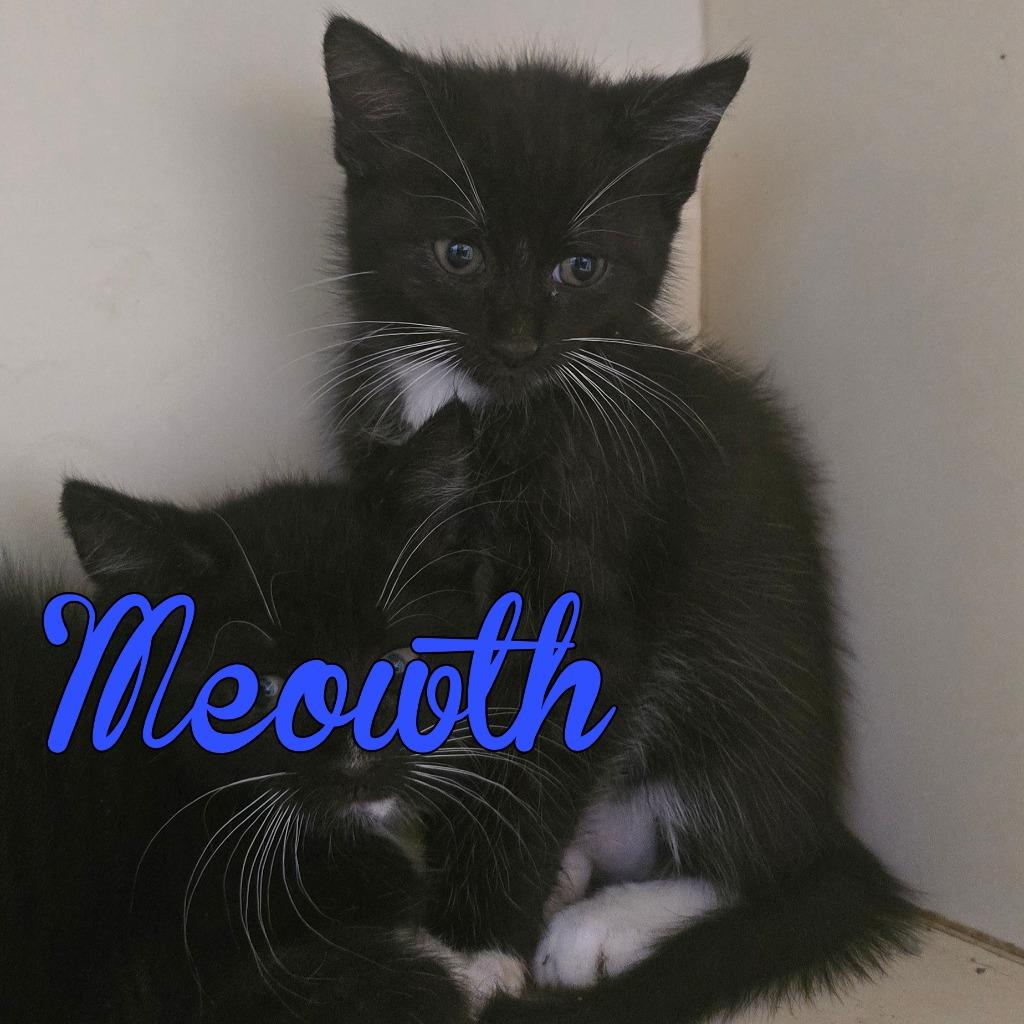 Enlarge Meowth, a Adoptable Domestic Short Hair in Hillsboro, OH image 1/1