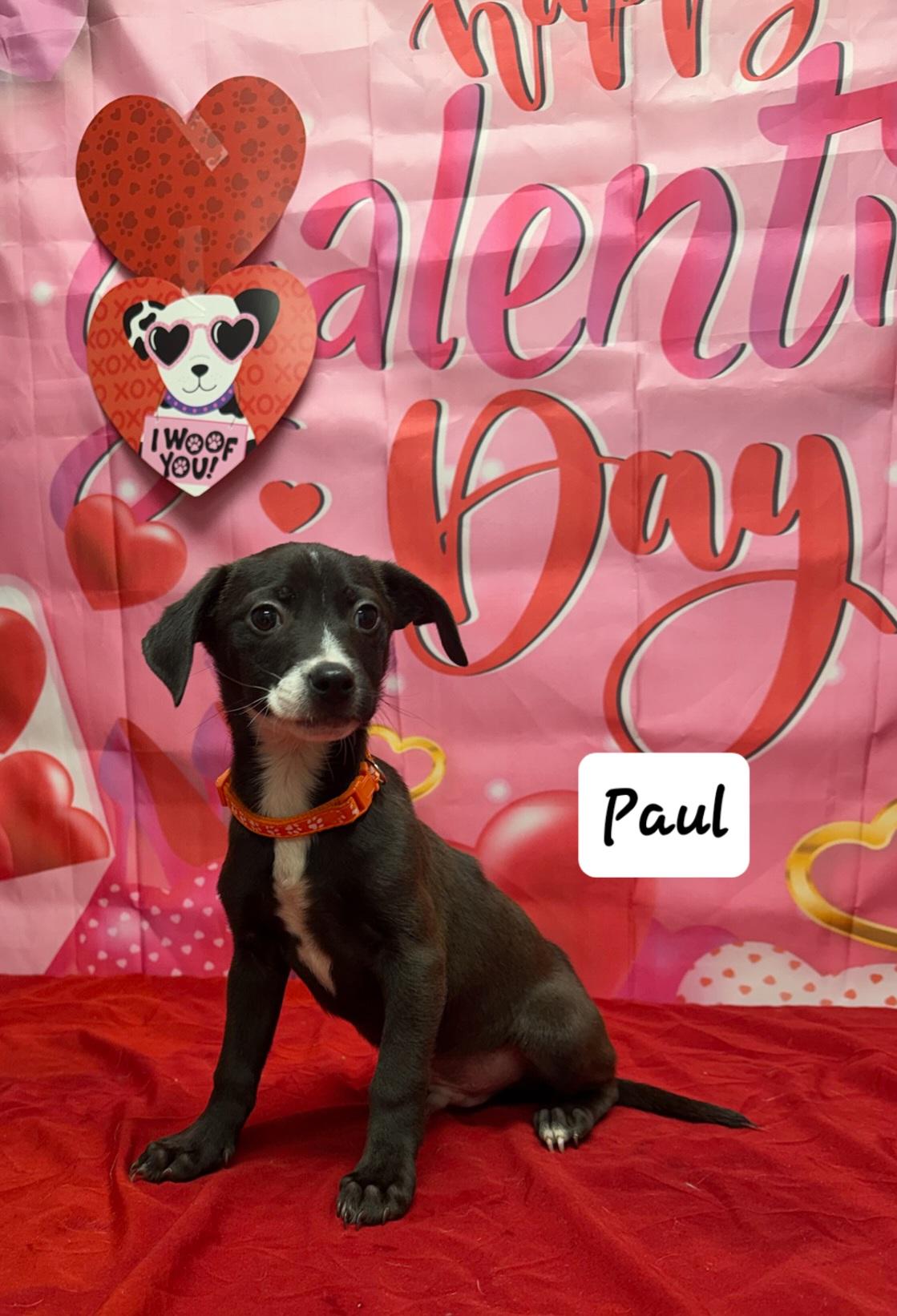 Enlarge Paul, a Adoptable Mixed Breed in Urbana, OH image 1/1