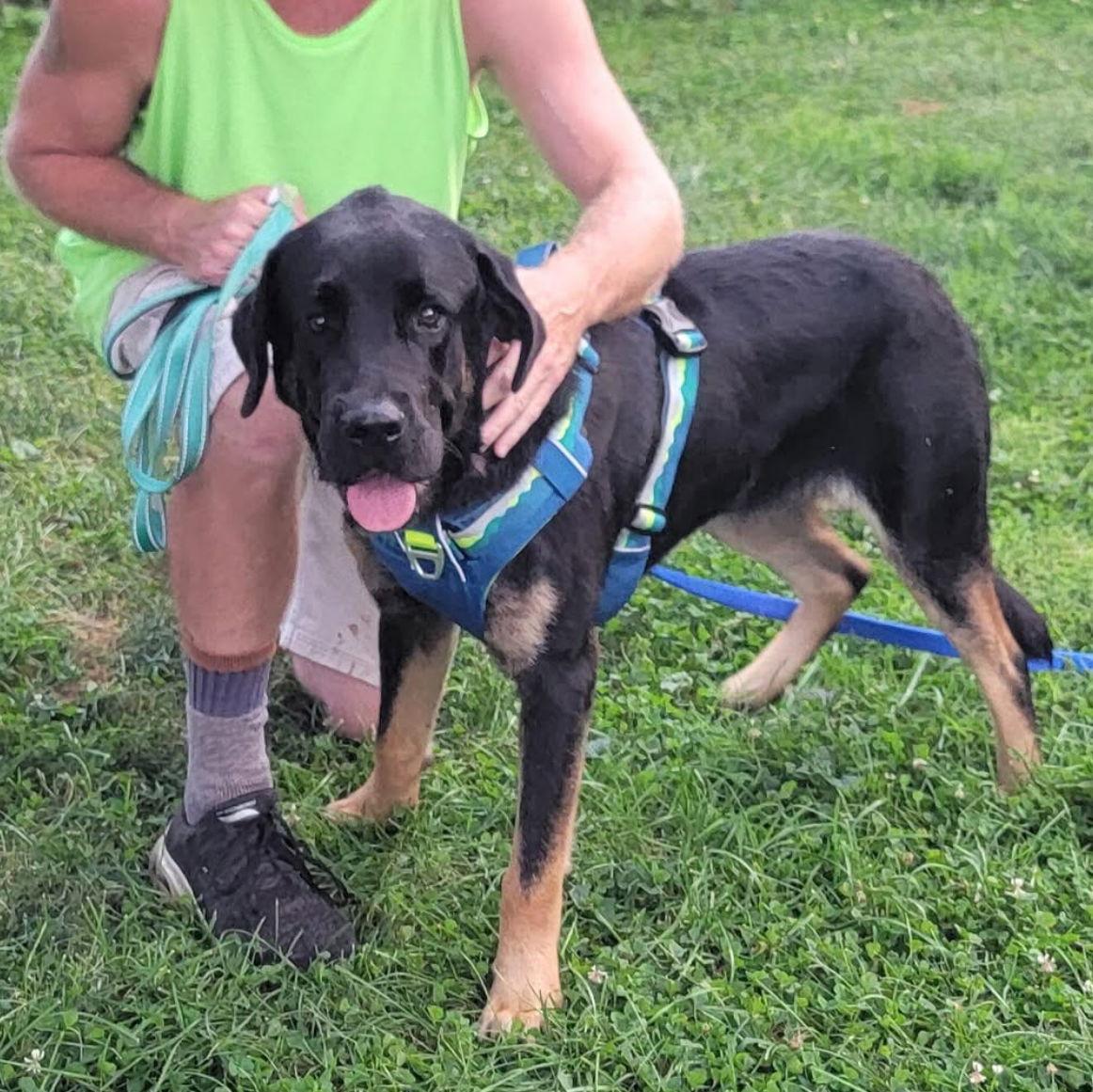 Buddy, Adoptable, Young Male Saint Bernard & Mastiff.