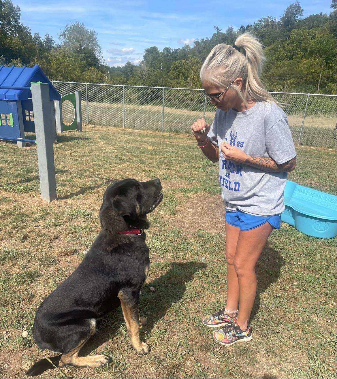 Enlarge Buddy, a Adoptable mixed breed in Elizabethtown, PA image 2/2