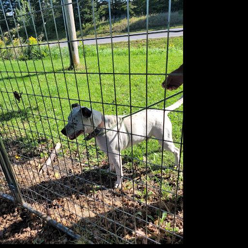 Enlarge Hulk, a Adoptable Mixed Breed in Heuvelton, NY image 1/6