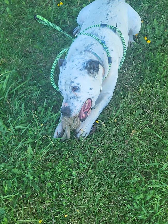 Enlarge Hulk, a Adoptable Mixed Breed in Heuvelton, NY image 2/6