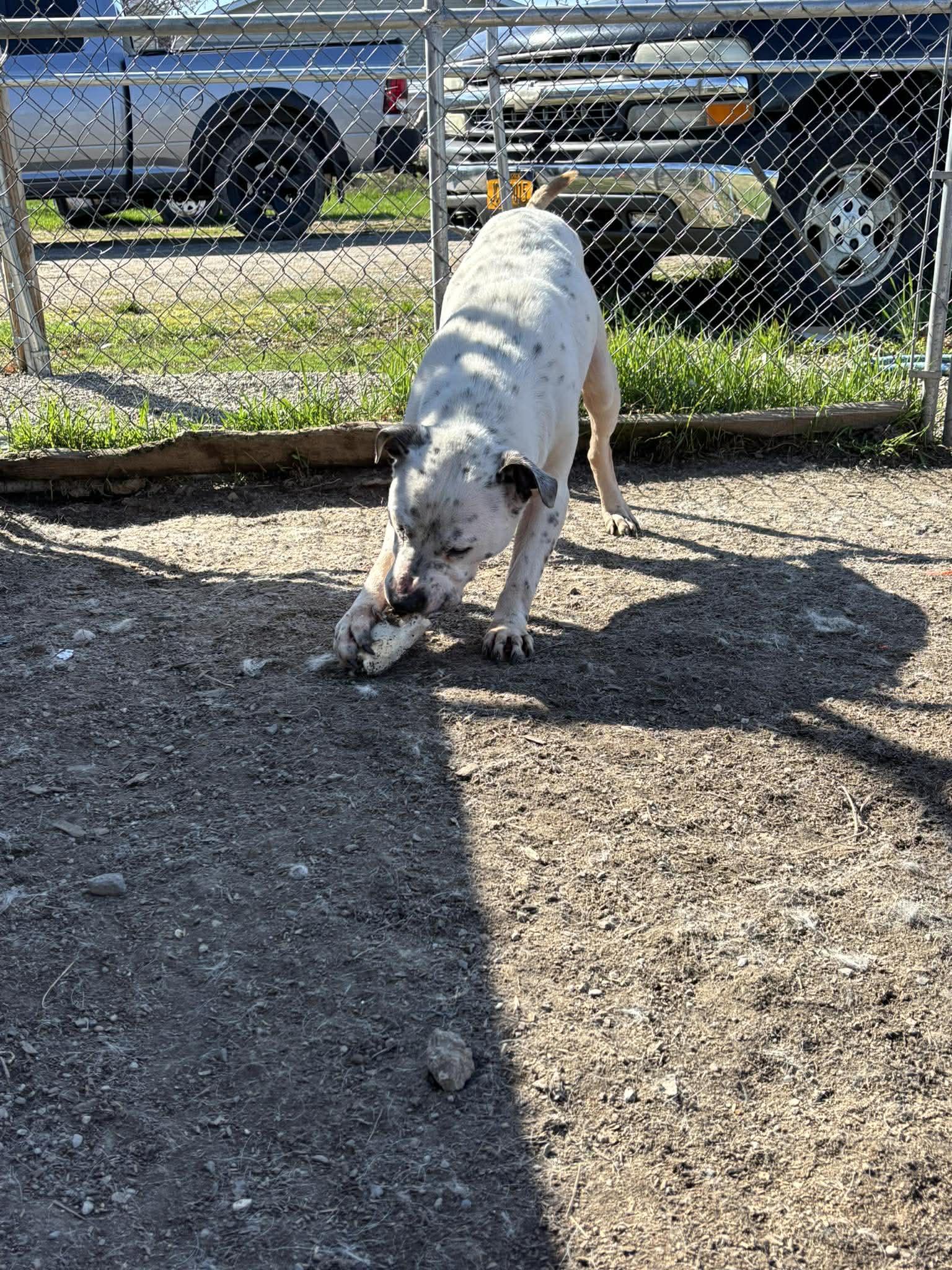 Hulk, a Adoptable mixed breed in Heuvelton, NY image 2/2