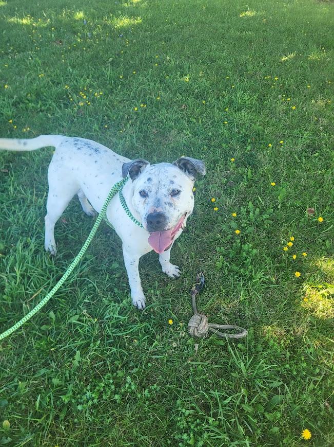 Enlarge Hulk, a Adoptable Mixed Breed in Heuvelton, NY image 3/6