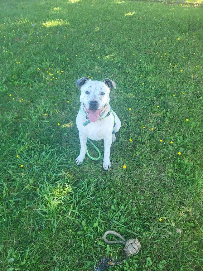Enlarge Hulk, a Adoptable Mixed Breed in Heuvelton, NY image 4/6