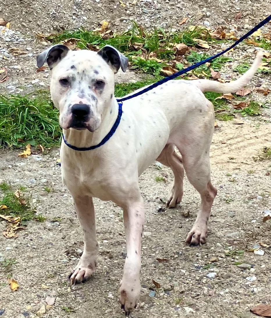Hulk, Adoptable, Adult Male Pit Bull Terrier & Mixed Breed.